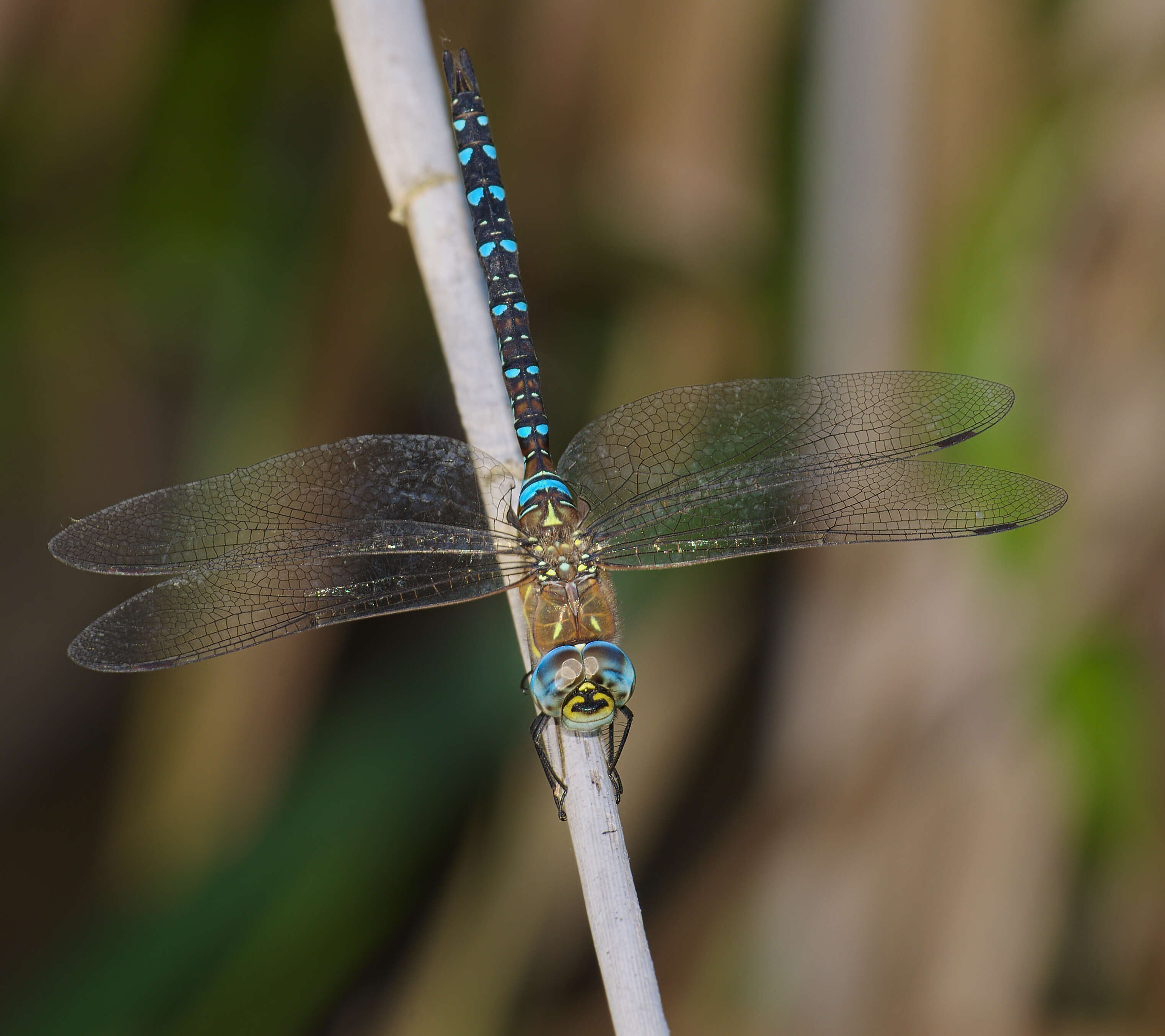 Image of Migrant Hawker