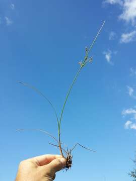 Juncus tenuis Willd. resmi