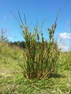 Juncus tenuis Willd. resmi