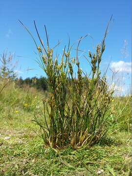 Juncus tenuis Willd. resmi