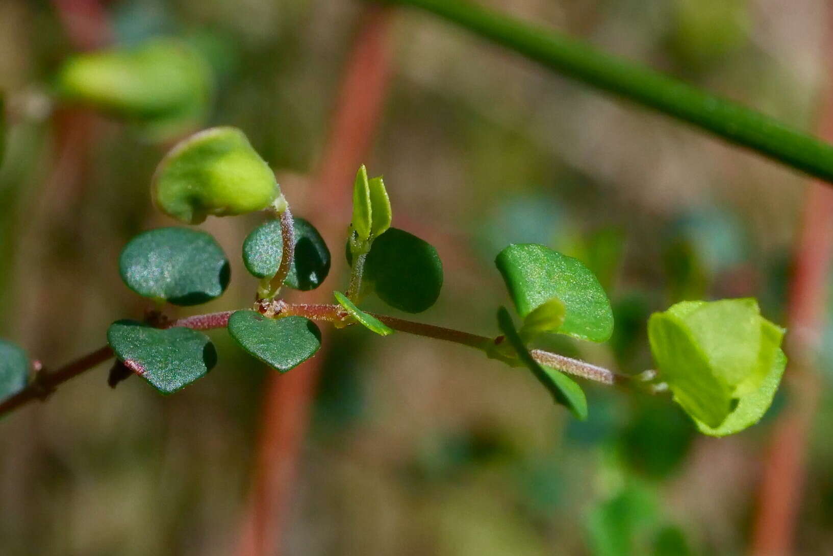 Image of Bossiaea cordigera Hook. fil.