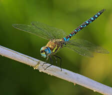 Image of Migrant Hawker