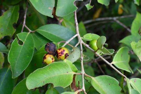 Imagem de <i>Eugenia capulioides</i>