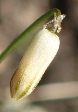 Image of Drimia uniflora J. C. Manning & Goldblatt