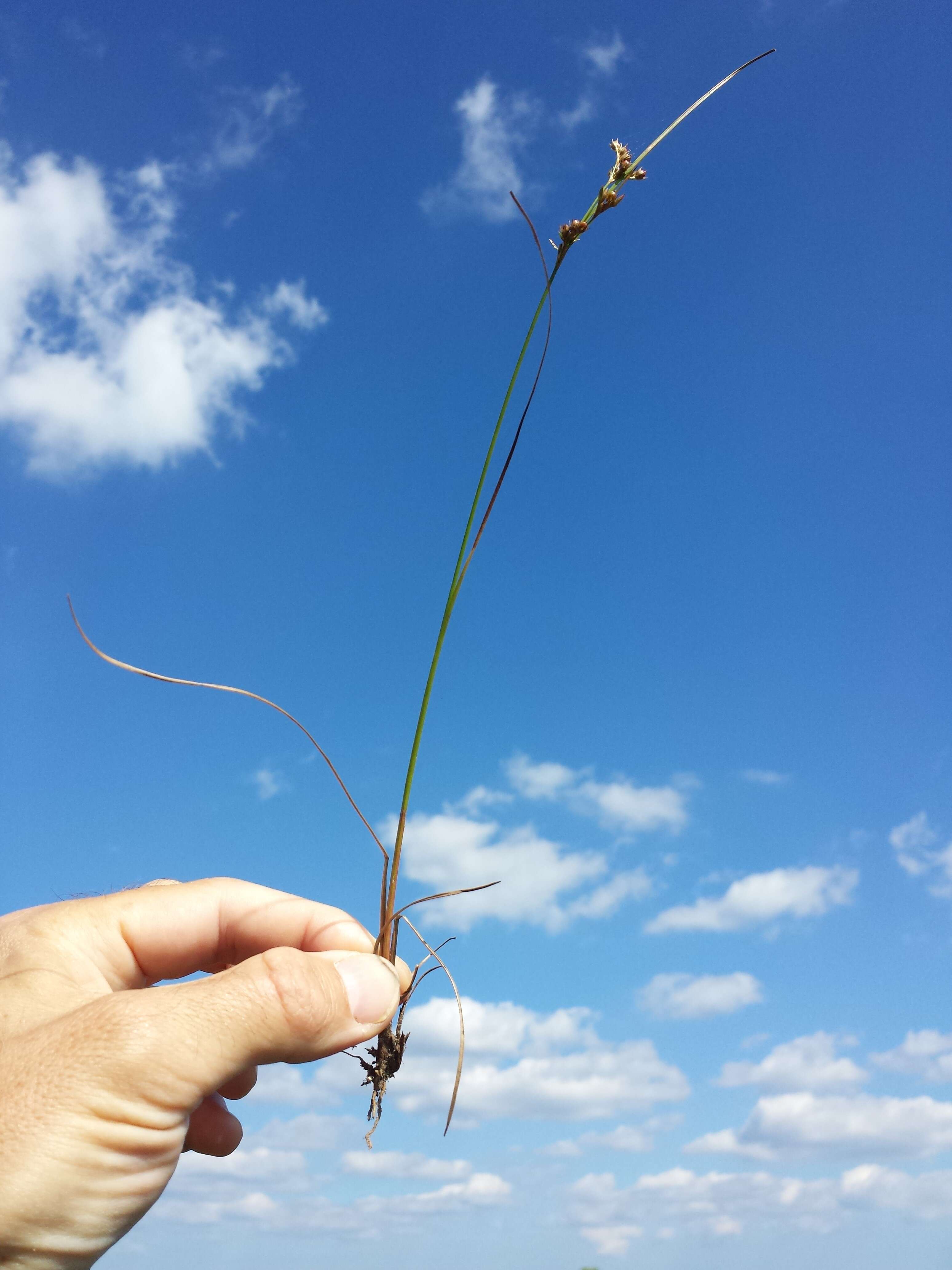 Image of Slender rush