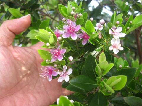 Image of Decaspermum philippinum A. J. Scott