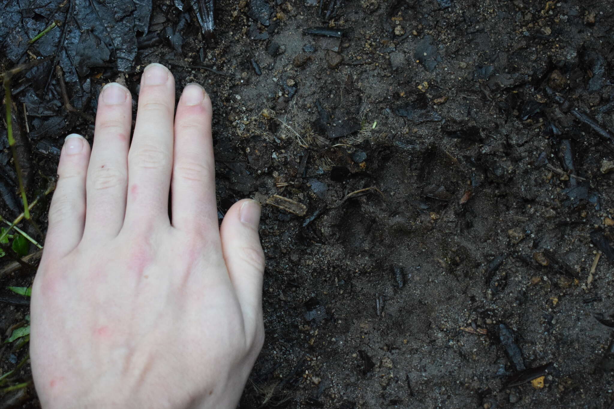 Image of South American cougar