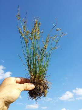 Juncus tenuis Willd. resmi