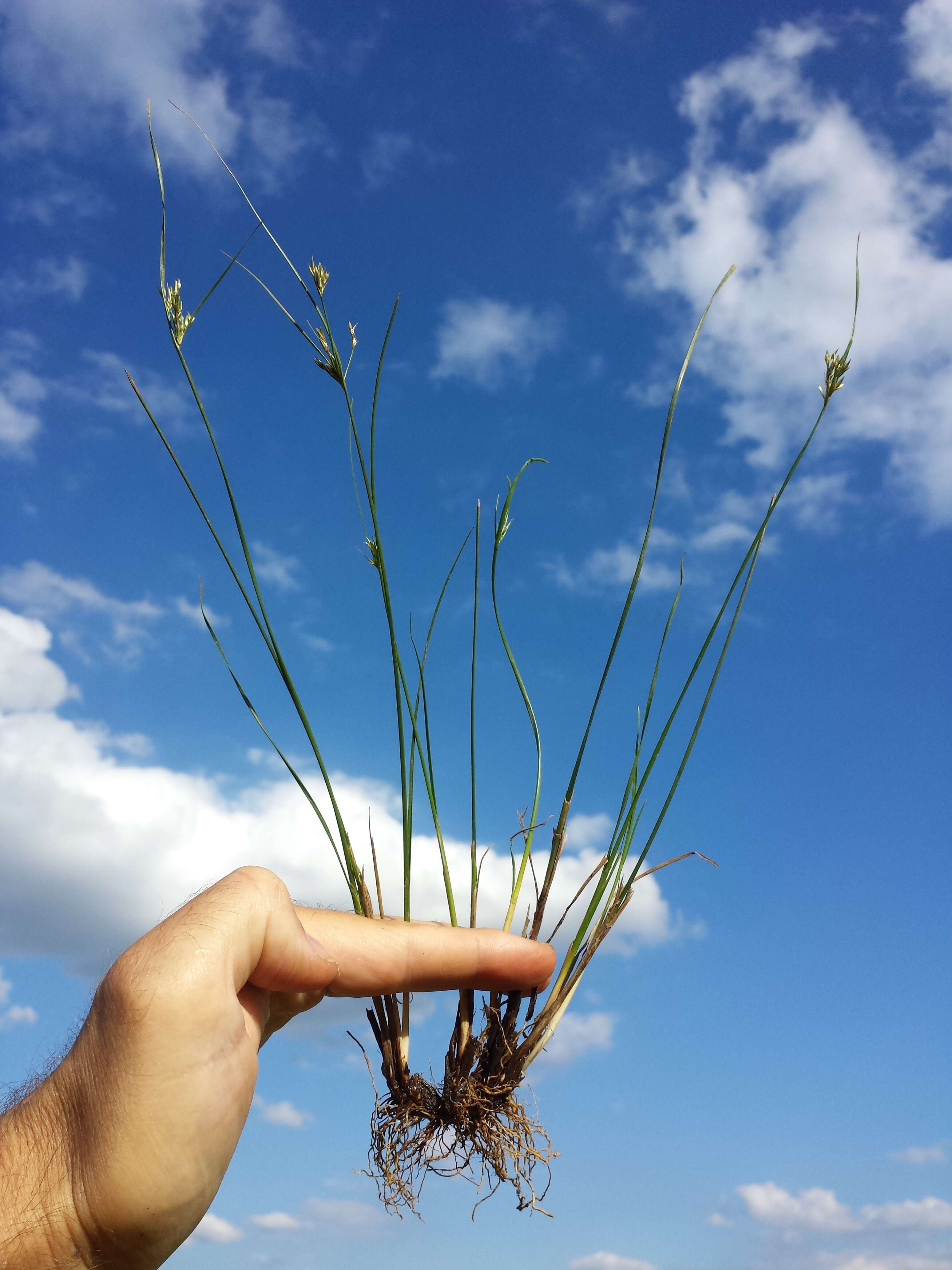 Image of Slender rush