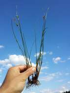 Juncus tenuis Willd. resmi