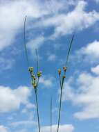 Image of Slender rush