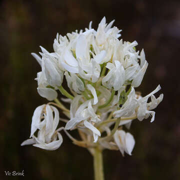 Image of Ornithogalum esterhuyseniae Oberm.