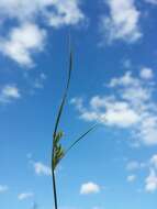 Image of Slender rush