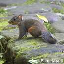 Image of Red-hipped Squirrel