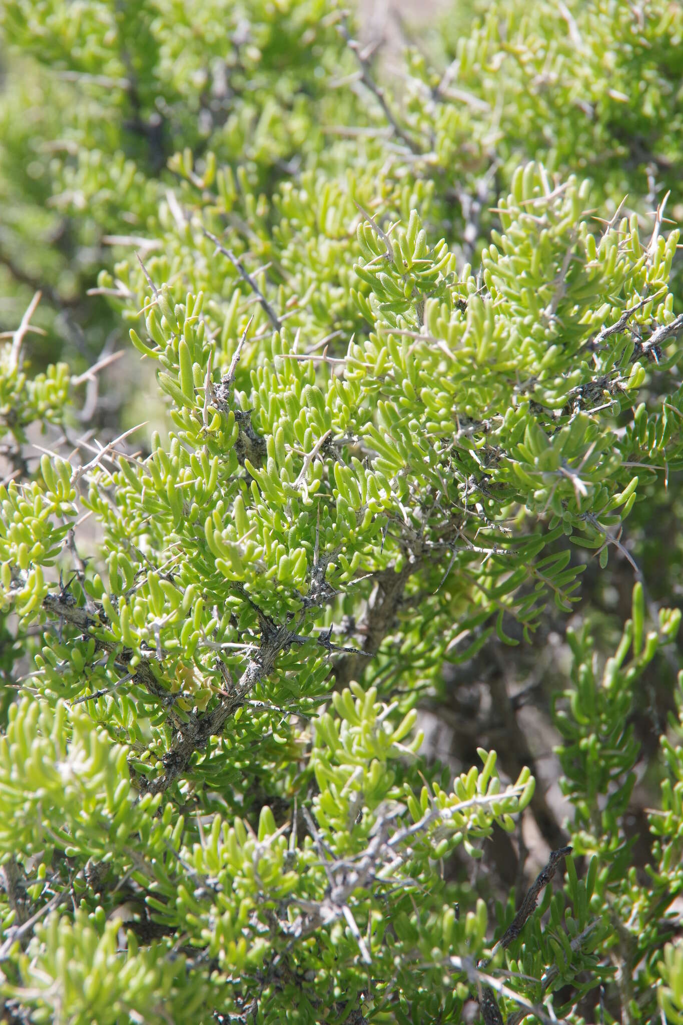 Image of Bailey's greasewood