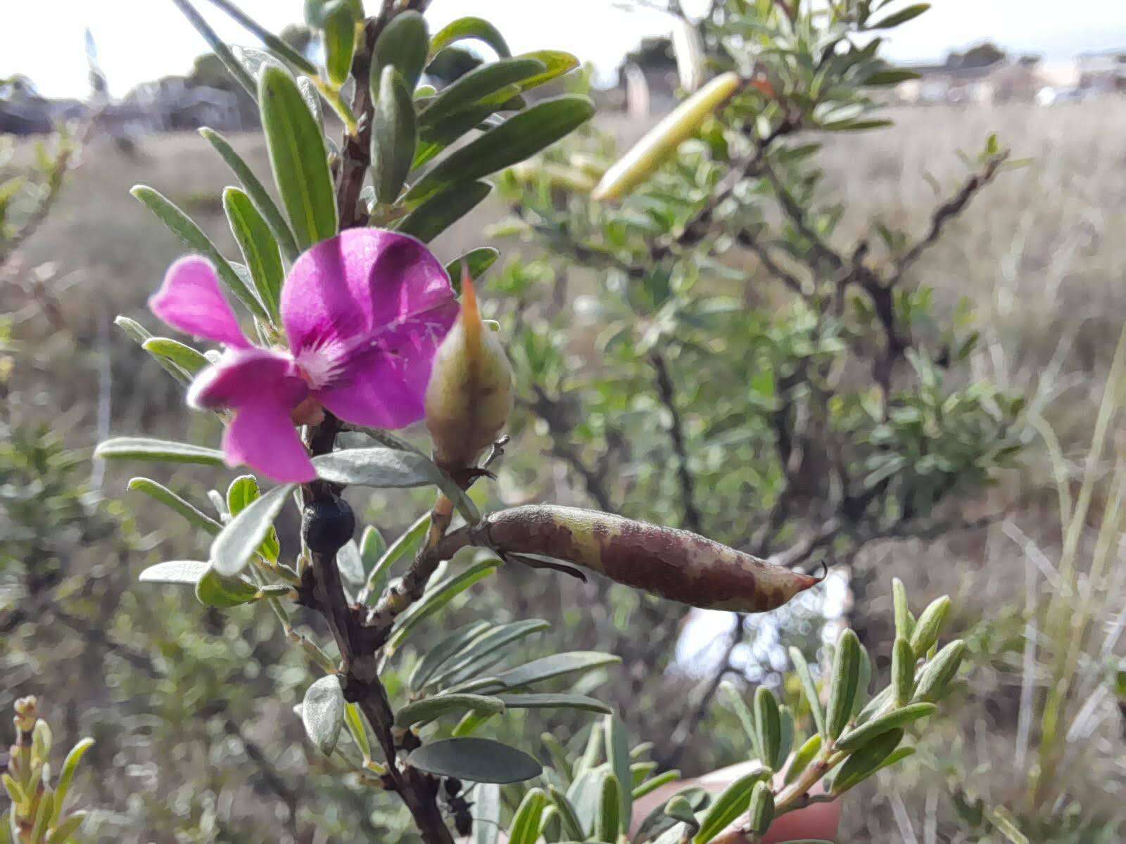 Image de Indigofera denudata Thunb.