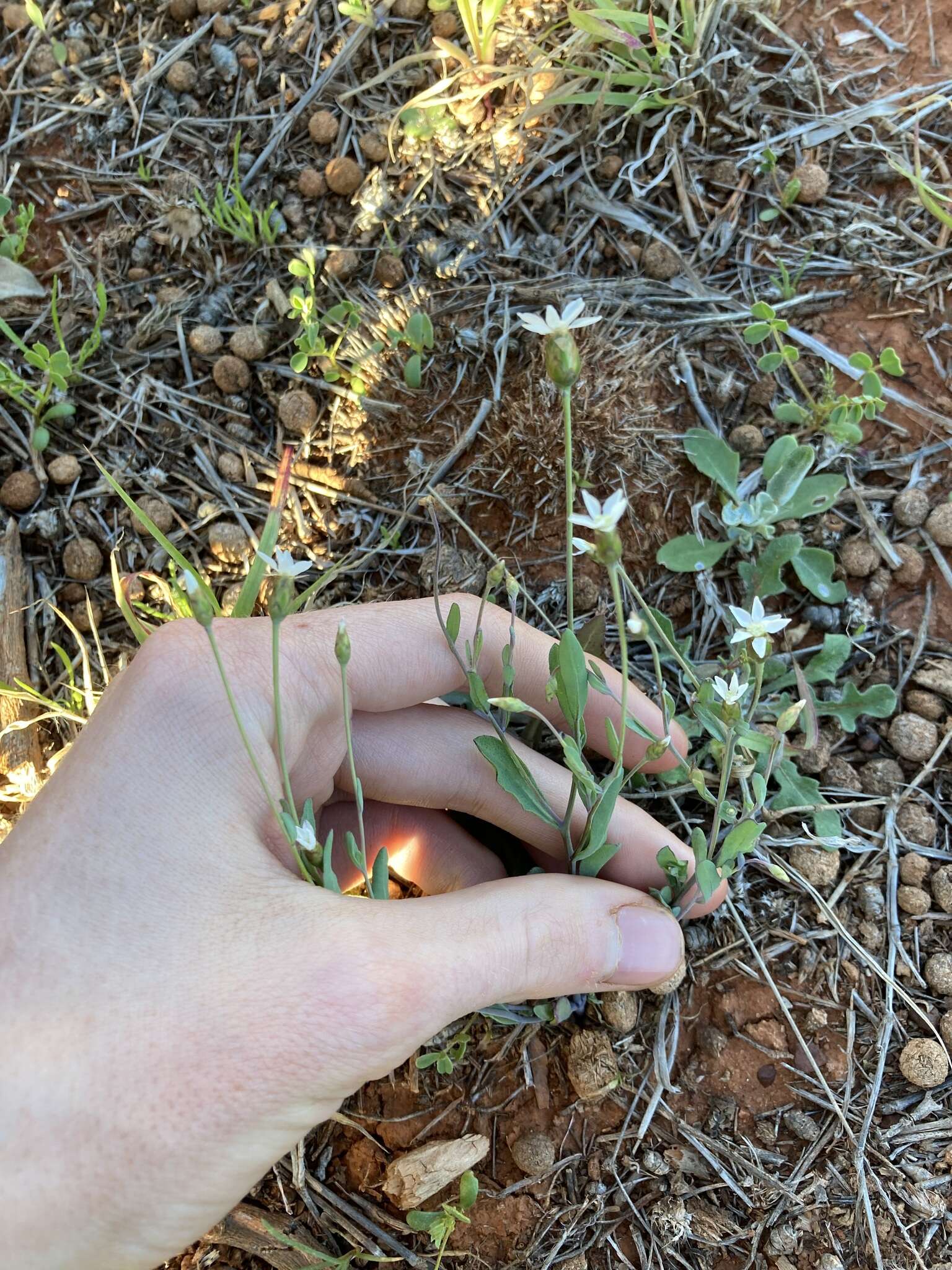 Rhodanthe stricta (Lindl.) P. G. Wilson的圖片