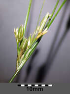 Juncus tenuis Willd. resmi