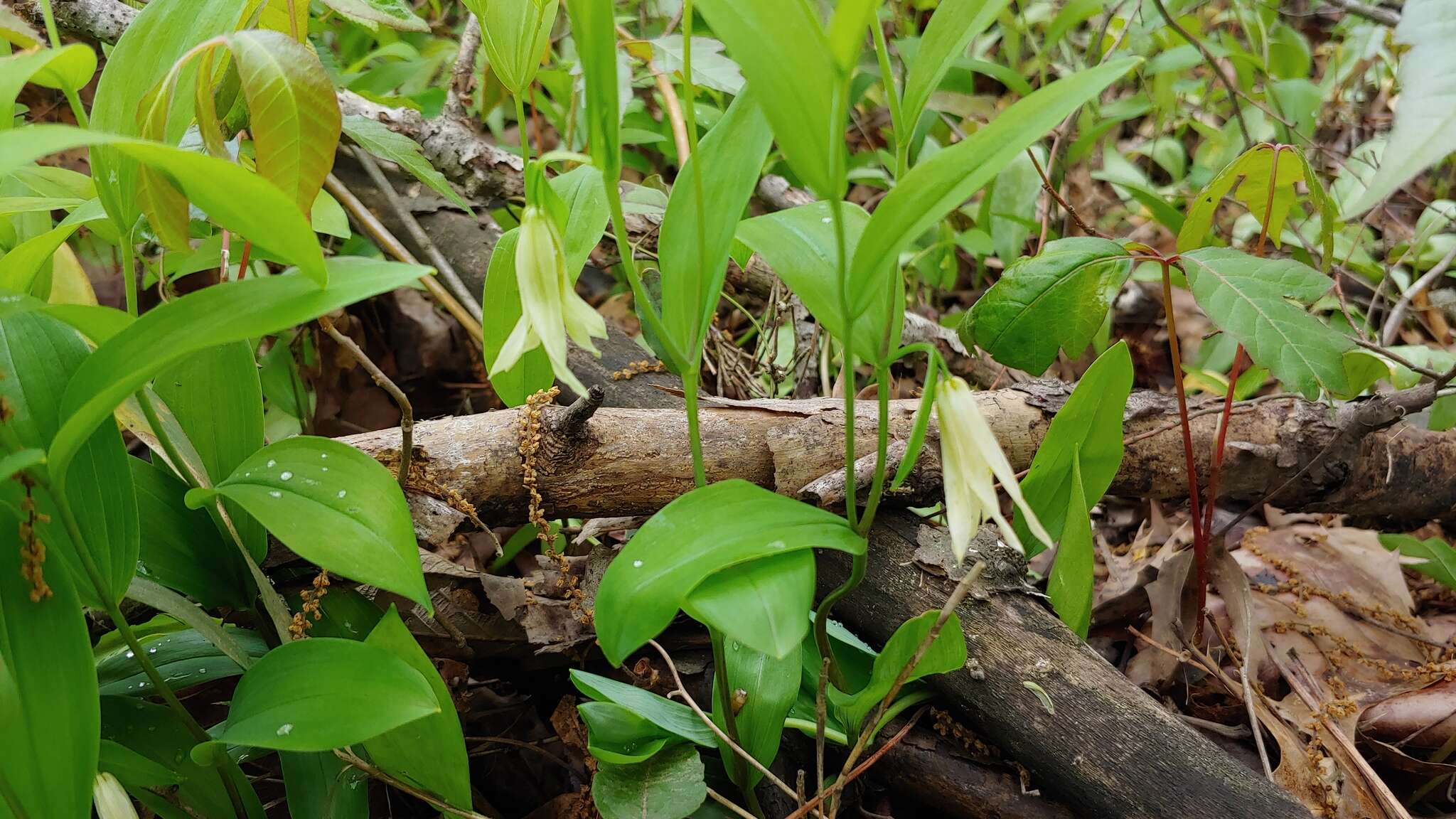 Image of Florida Bellwort