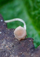 Image of Mycena smithiana Kühner 1938