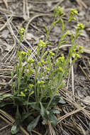 Image of Fendler's rockcress