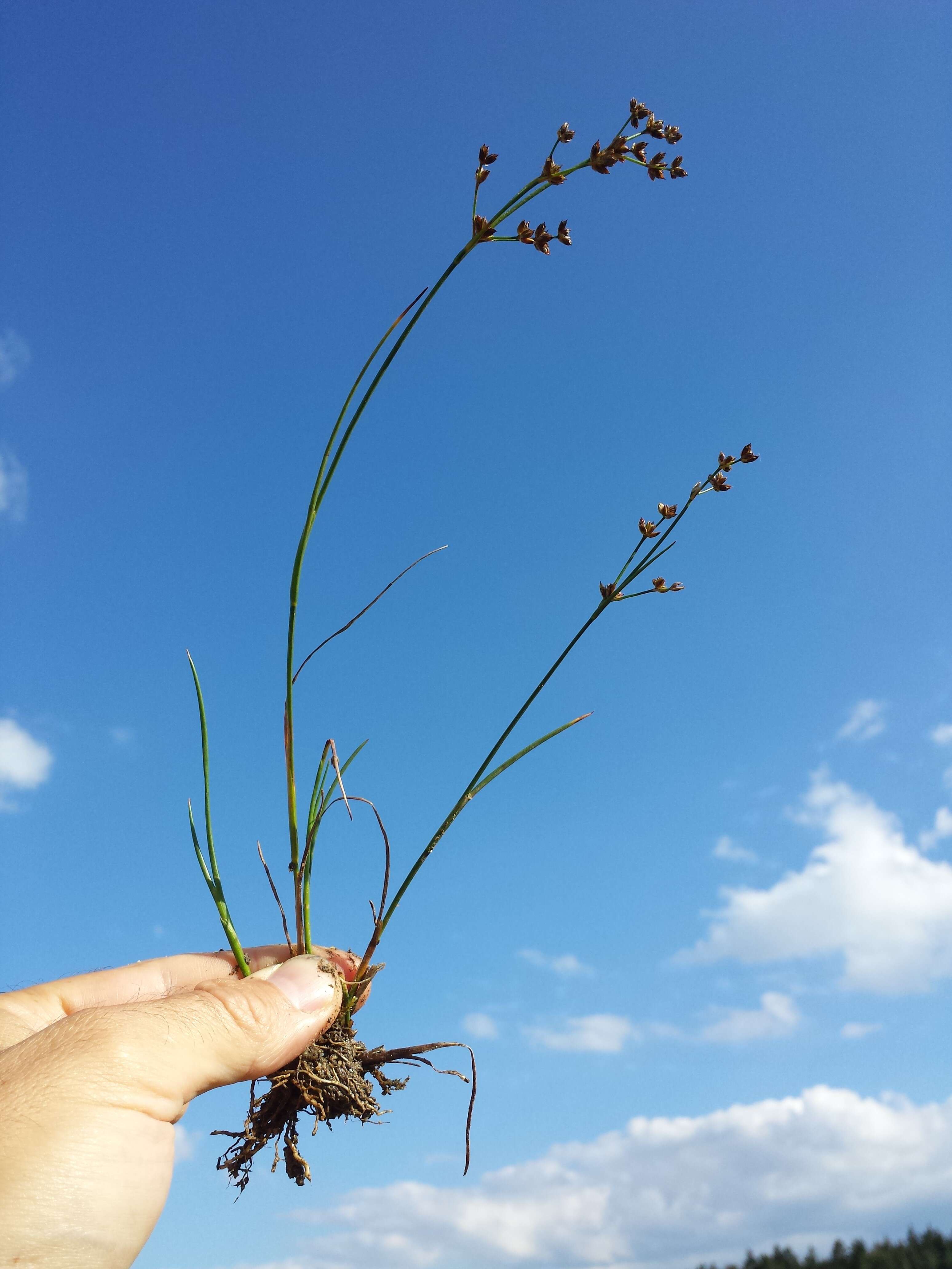 Juncus articulatus L. resmi