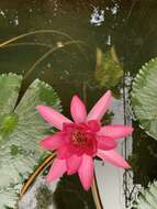 Image of Nymphaea rubra Roxb. ex Andr.