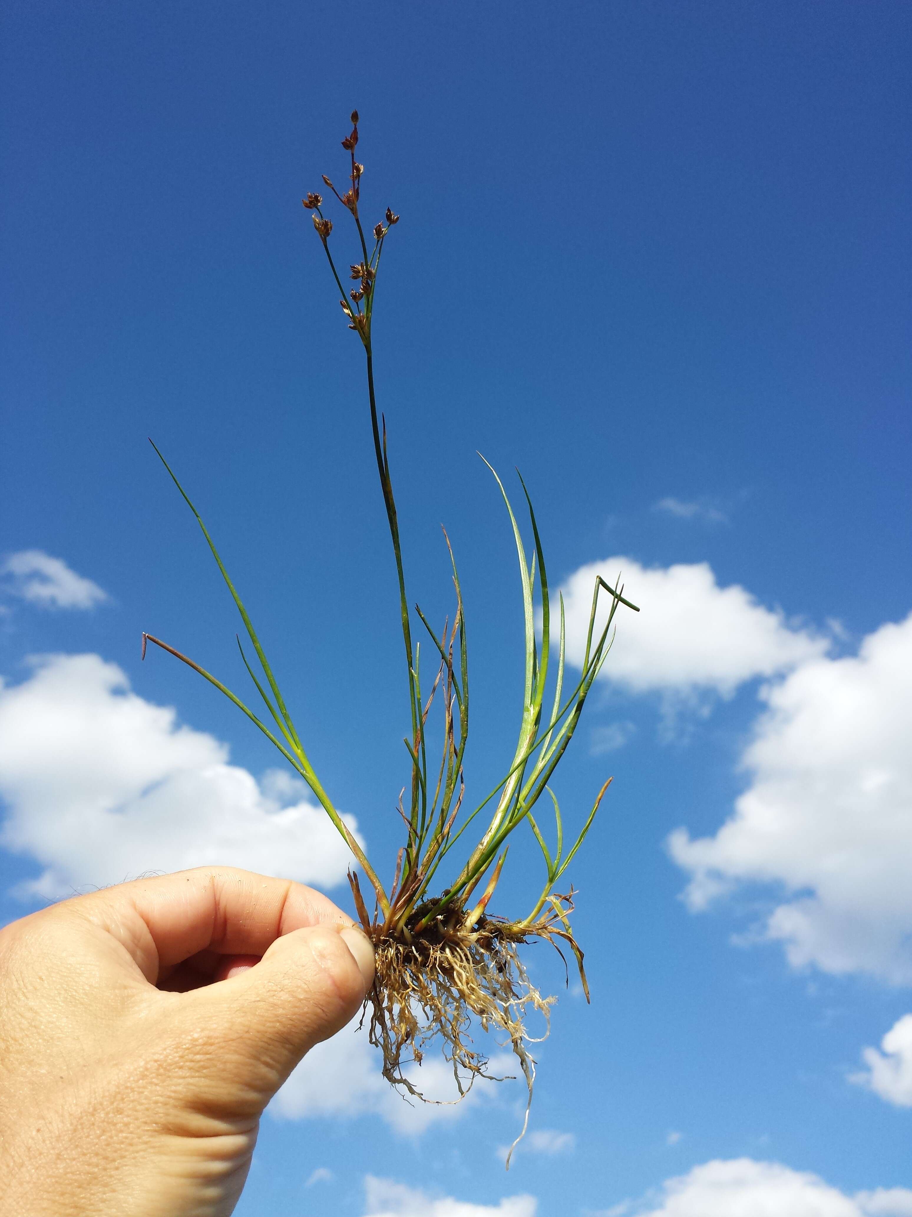 Juncus articulatus L. resmi