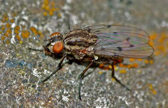 Anthomyia punctipennis Wiedemann 1830的圖片