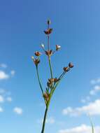 Juncus articulatus L. resmi