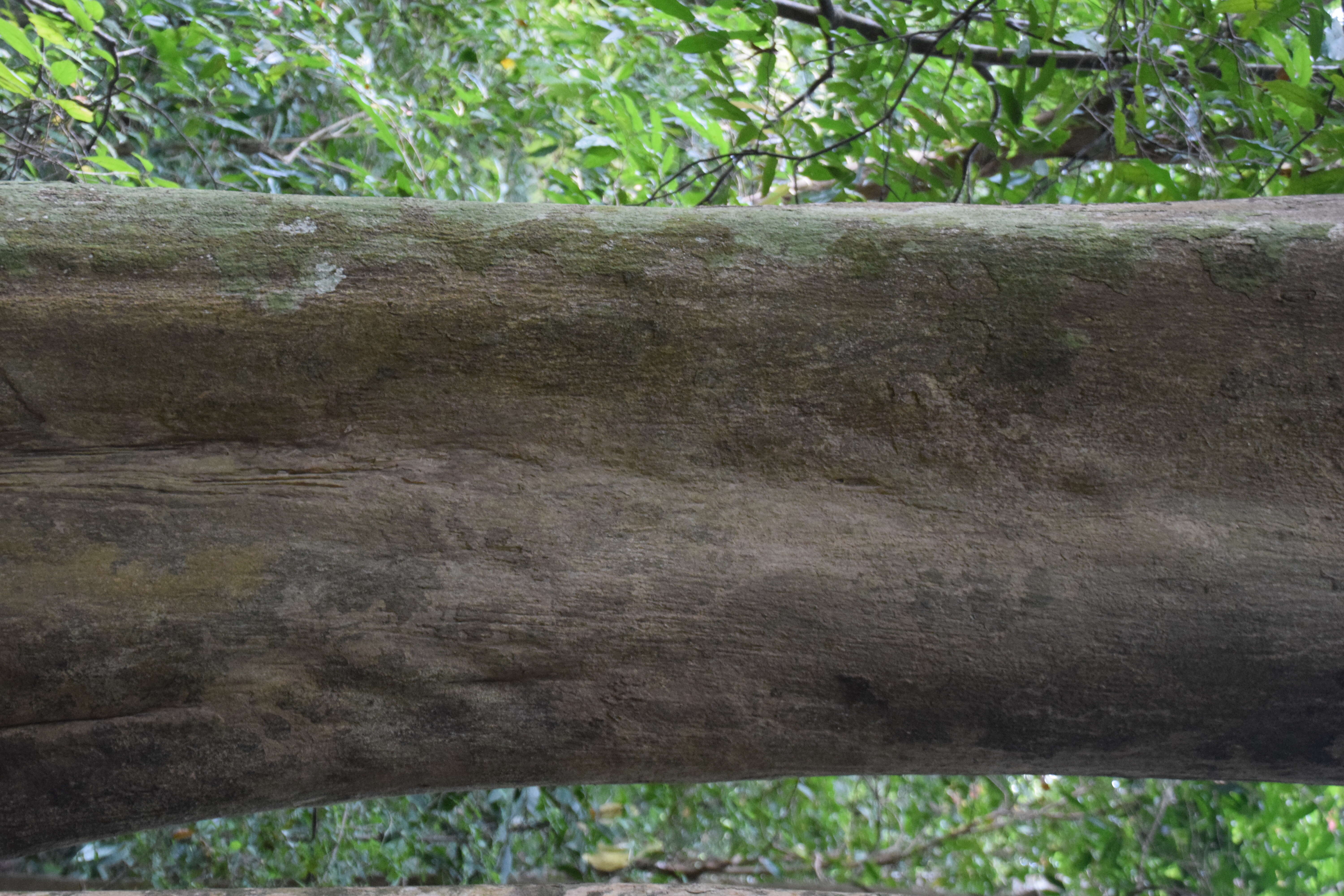 Image of Agar Wood