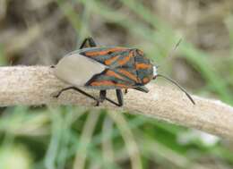 Image de Spilostethus lemniscatus (Stal & C. 1855)