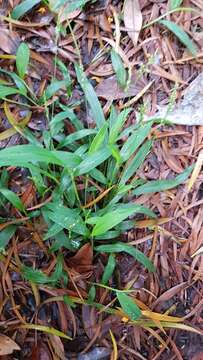 Image of East Indian bristlegrass