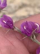 صورة Astragalus chloodes Barneby