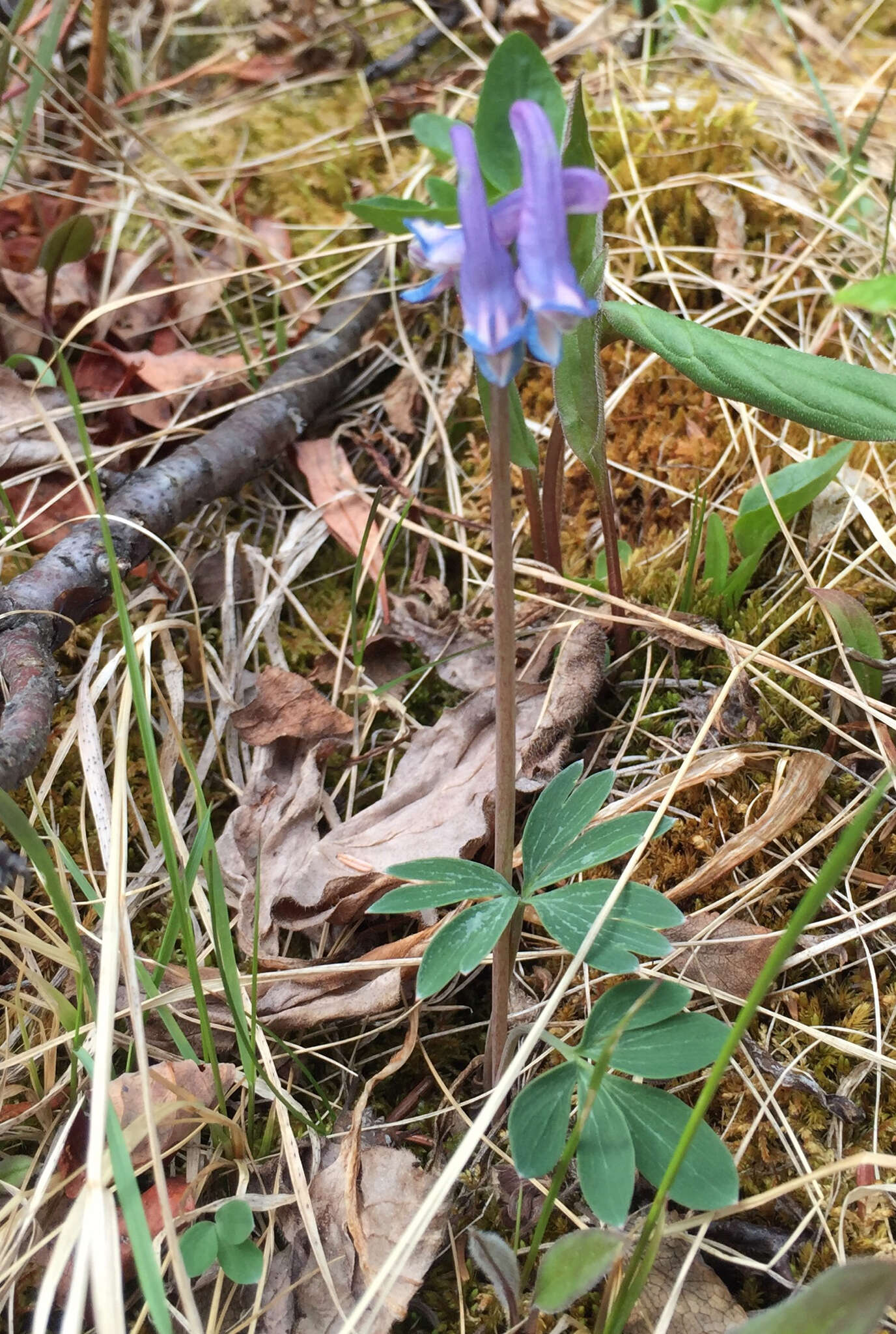 Imagem de Corydalis pauciflora (Willd.) Pers.