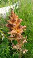 Imagem de Orobanche lutea Baumg.