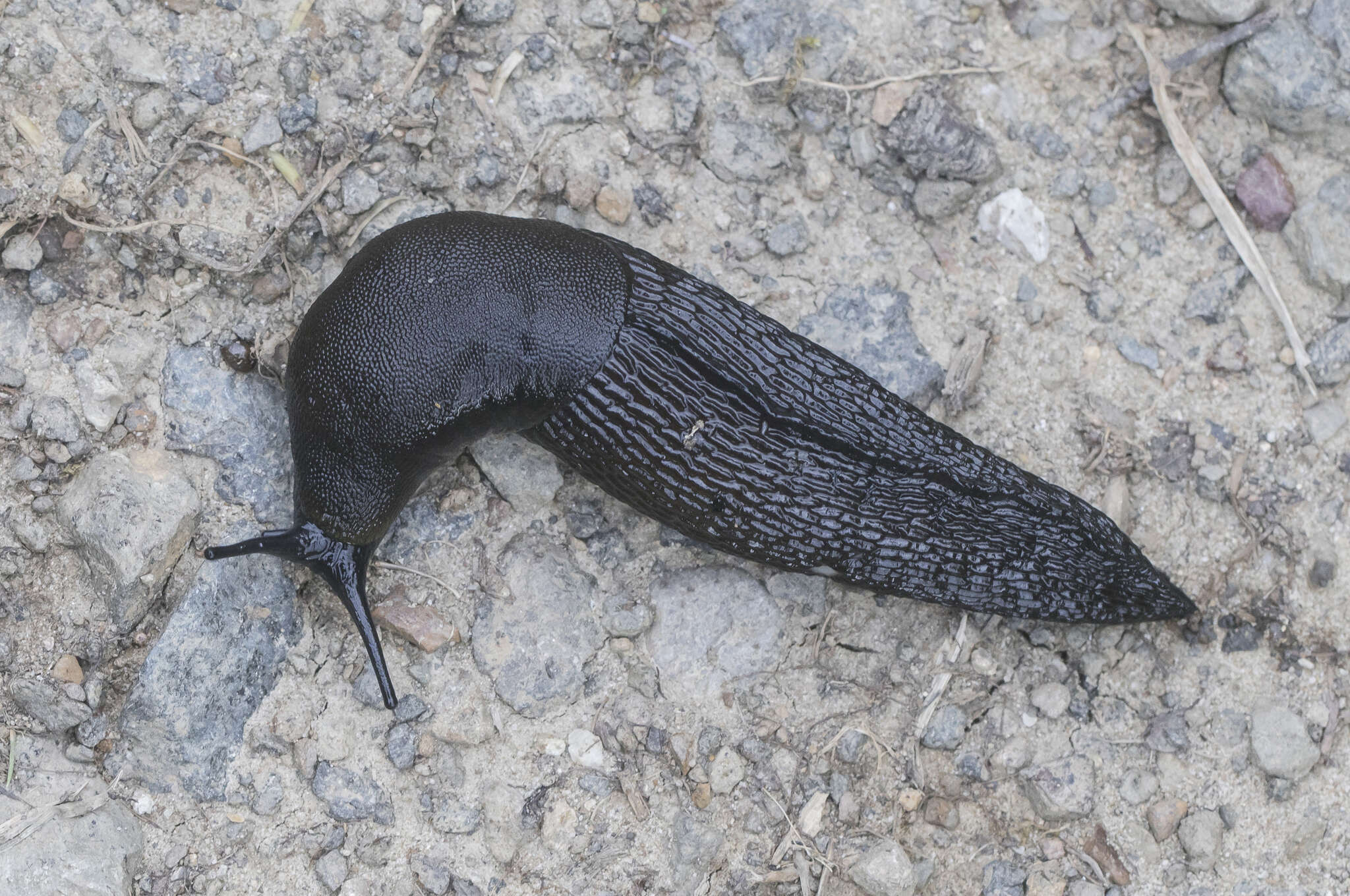 Image of Eumilax brandti (E. v. Martens 1880)