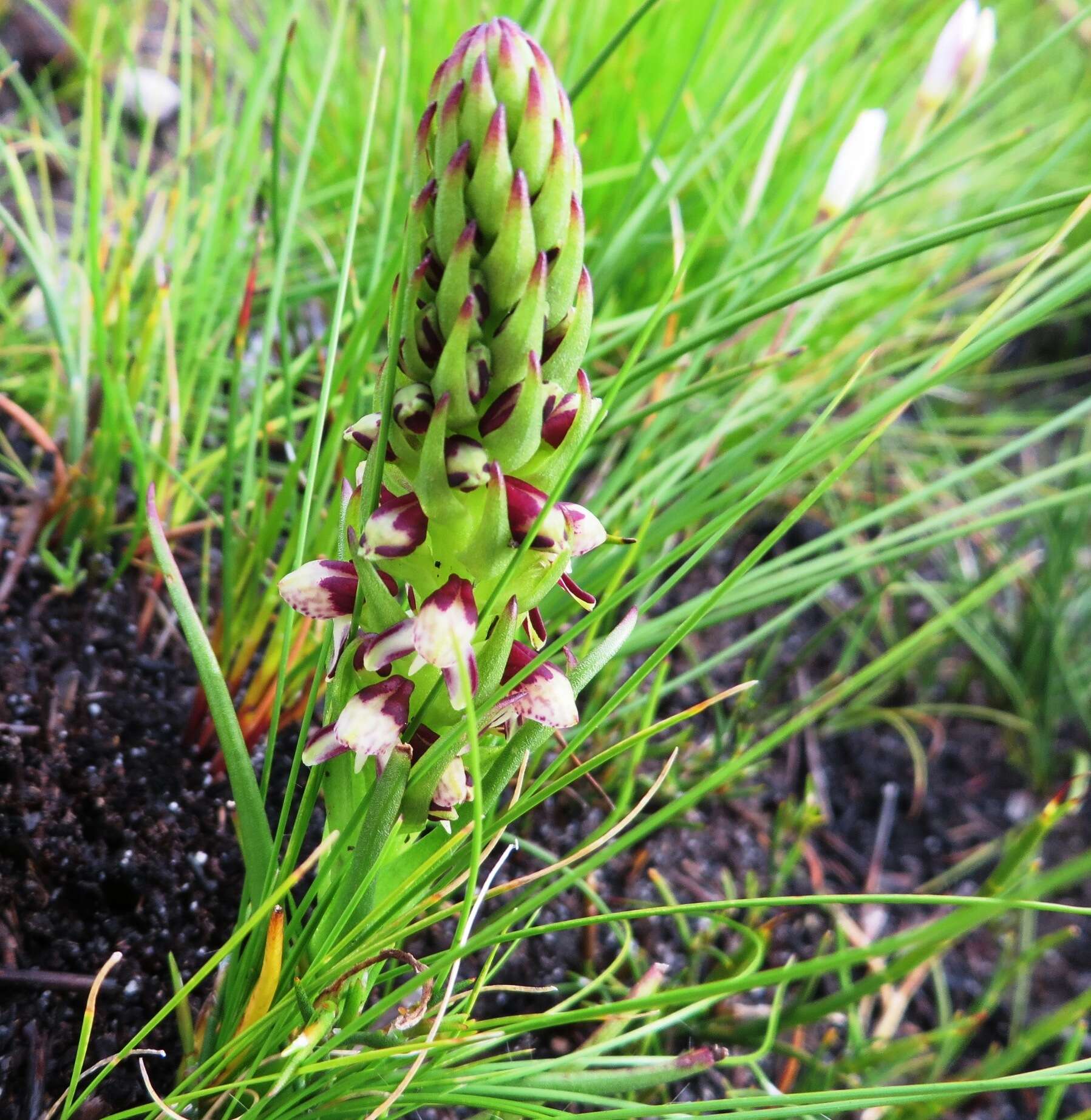 Image of Disa obtusa subsp. picta (Sond.) H. P. Linder