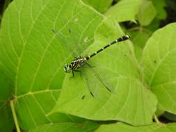 Imagem de Burmagomphus collaris (Needham 1929)