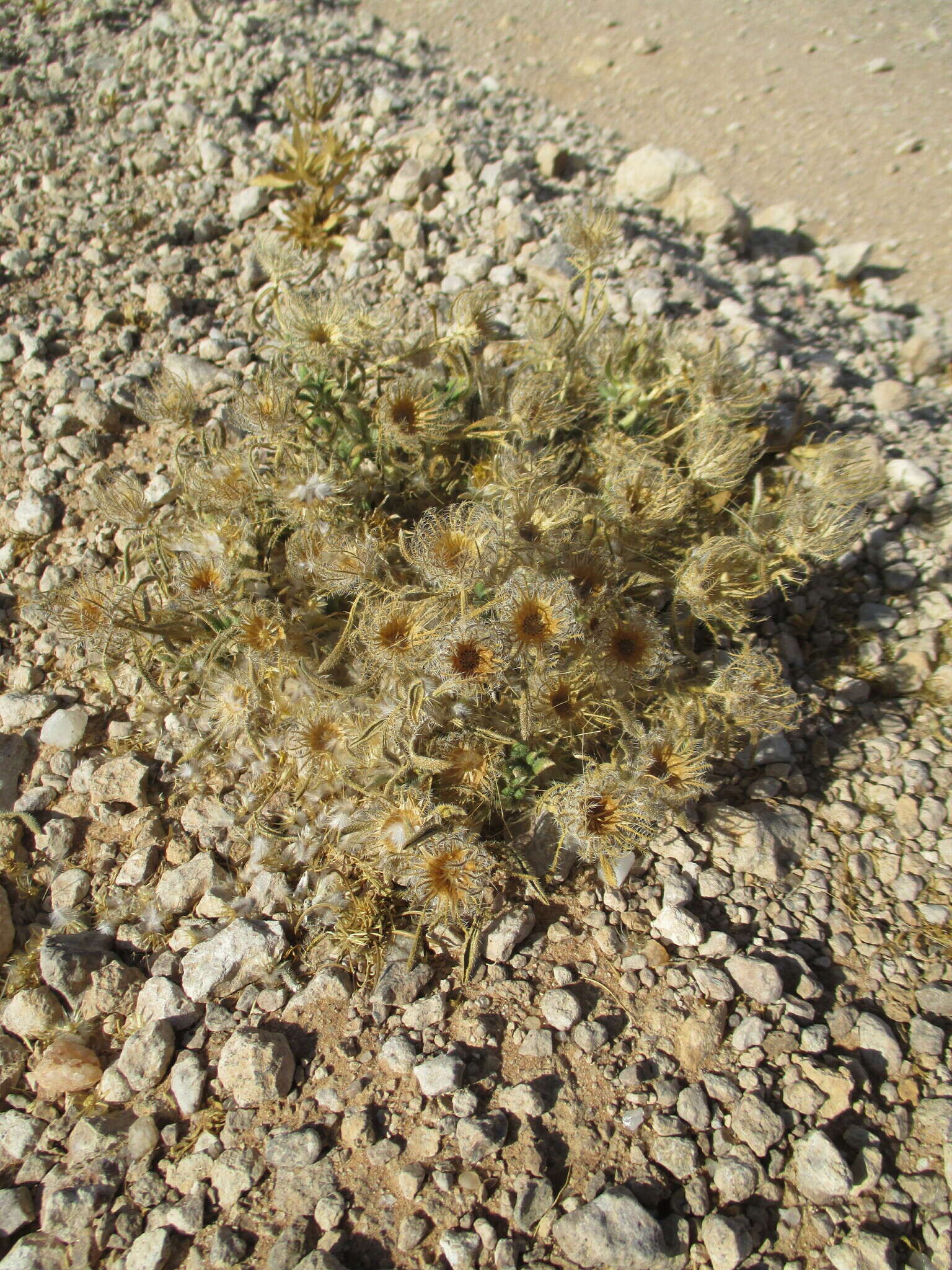 Imagem de Hirpicium gazanioides (Harv.) Roessler