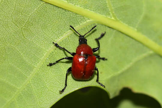 Image of Oak Leaf-roller