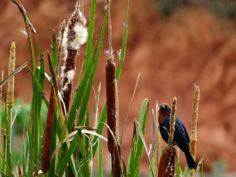 Image of Chestnut-capped Blackbird