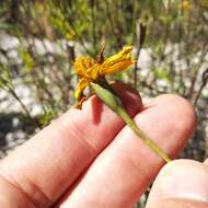 Tagetes linifolia Seaton resmi