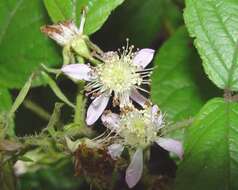 Image of Rubus angloserpens E. S. Edees & A. Newton