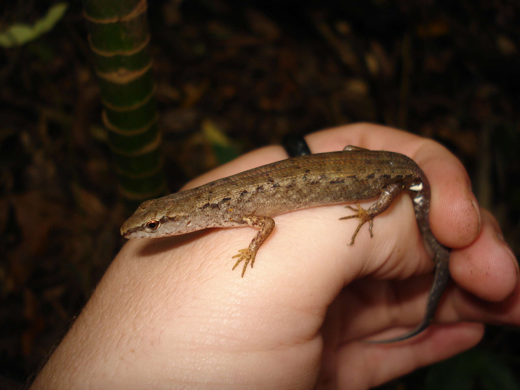 Image of Border Ranges Shadeskink