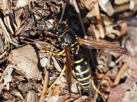 Image de Polistes biglumis (Linnaeus 1758)