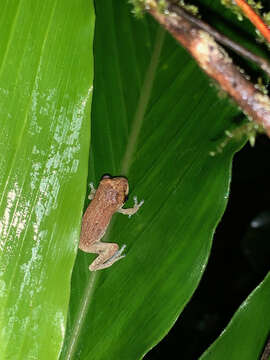 Image de Pseudophilautus auratus (Manamendra-Arachchi & Pethiyagoda 2005)