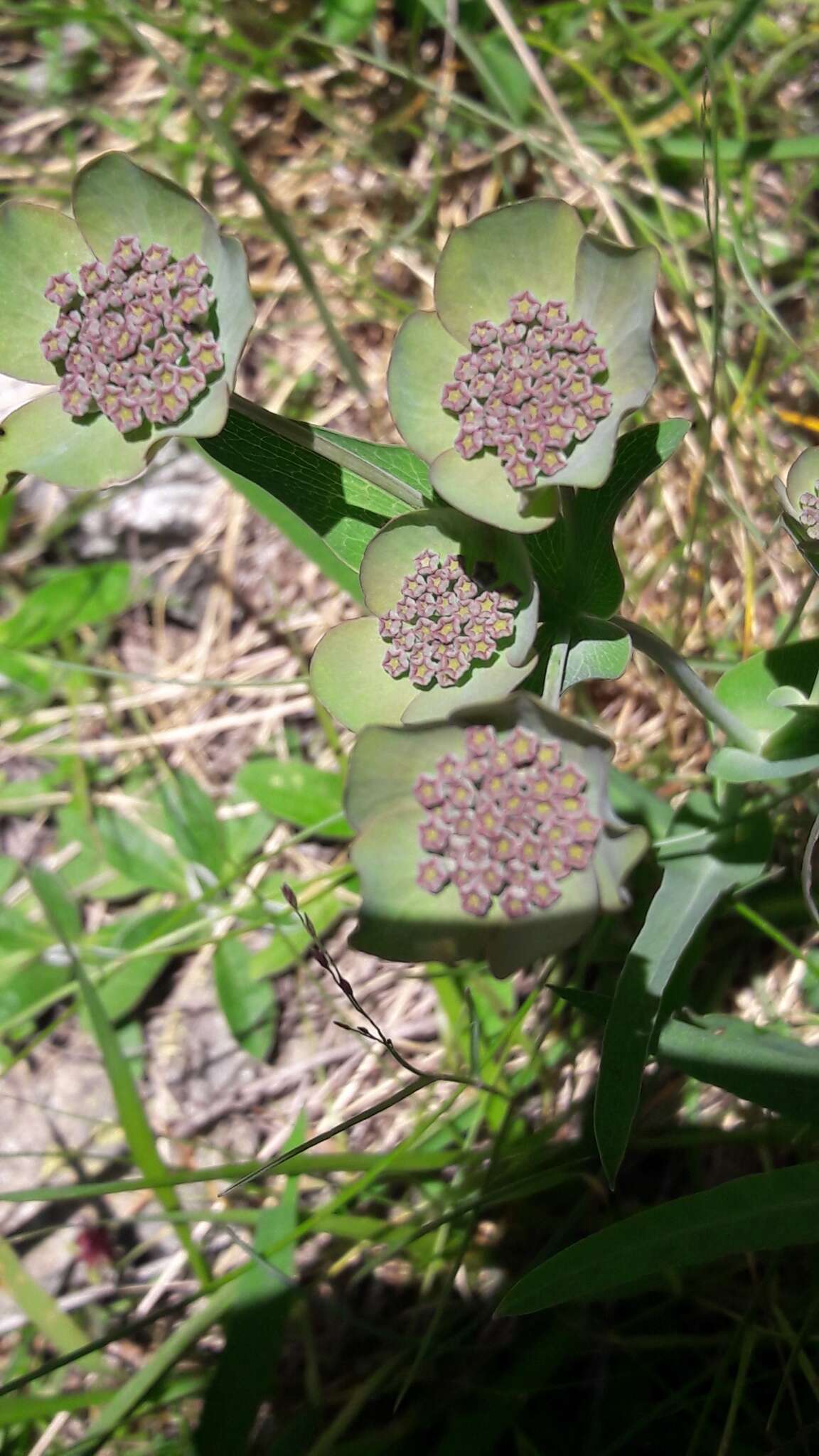 Bupleurum angulosum L. resmi