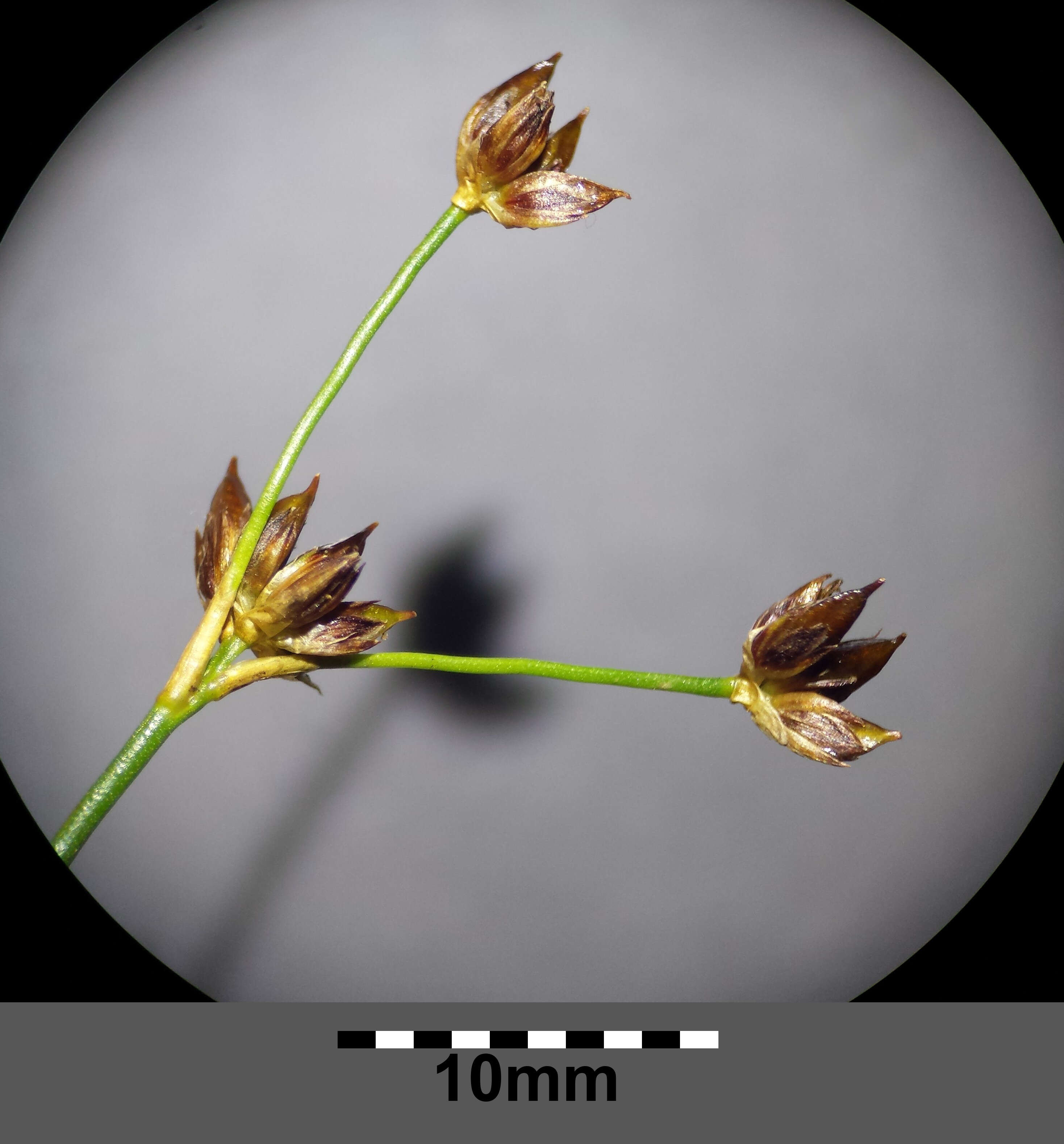 Juncus articulatus L. resmi