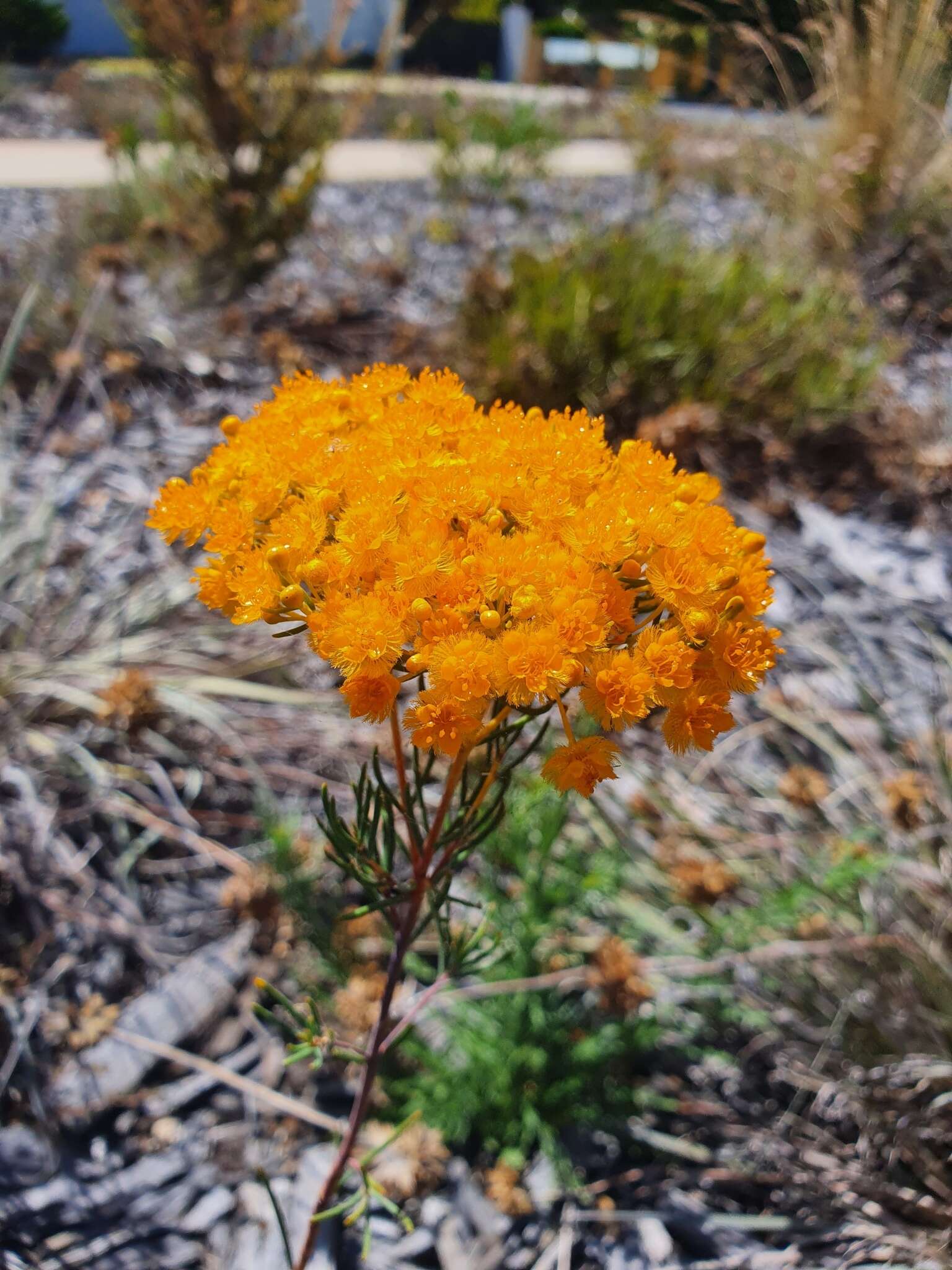 Imagem de Verticordia nitens (Lindley) Schauer